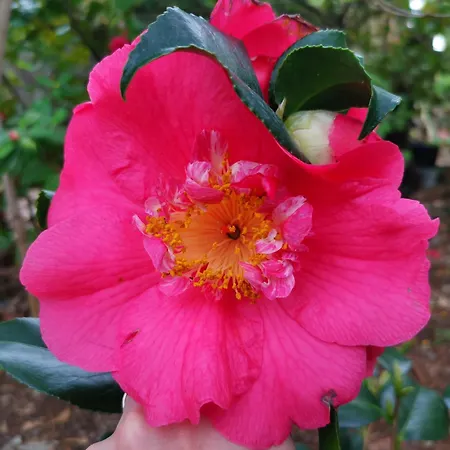 Διαμέρισμα Ginko House