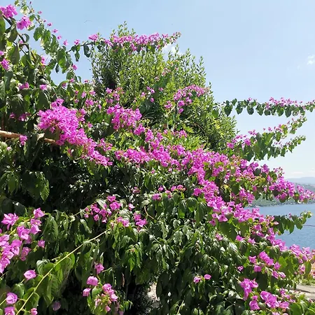 Διαμέρισμα Ginko House