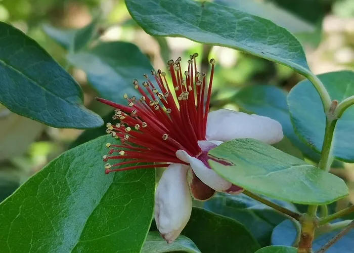 Appartement Ginko House Opatija