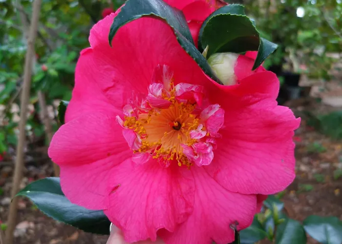 Appartement Ginko House