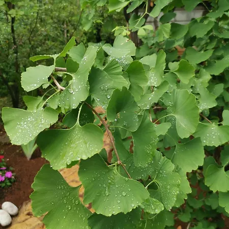 Ginko House Διαμέρισμα *