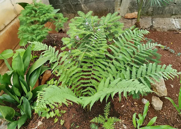 Lägenhet Ginko House *