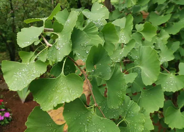 Ginko House Apartment *