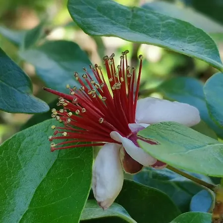 Daire Ginko House Opatija